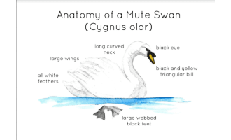 Mute Swan Anatomy Flashcards – Watercolor Set