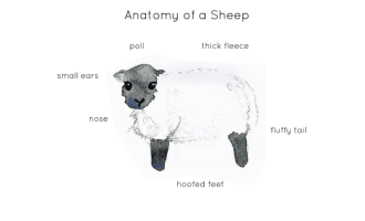 Anatomy of a Sheep