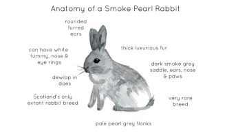 Anatomy of a Smoke Pearl Rabbit