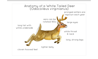Anatomy of a White Tailed Deer