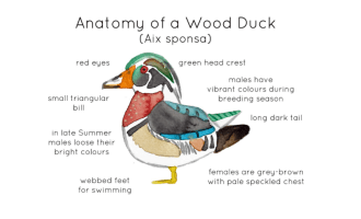 Anatomy of a Wood Duck