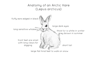 Anatomy of an Arctic Hare