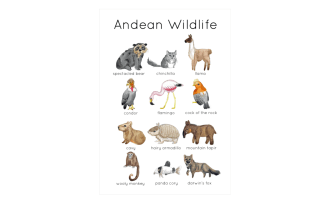 Andean Wildlife Flashcards | Printable Nature Cards