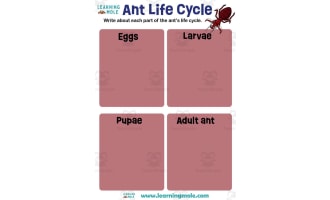 Ant Activity