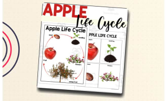 Apple Life Cycle Poster + Sequencing Cards Set