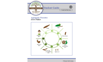 Aquaponic Parasites Liver Flukes in Humans: Lesson Plan, Worksheets & Google App