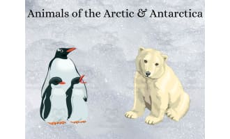 Arctic & Antarctic Animals Coloring Pages