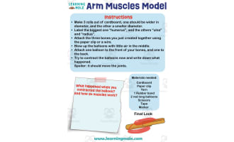 Arm Muscles Model Activity
