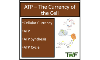 ATP and Cellular Energy - High School Biology lesson