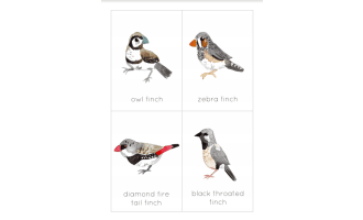Australian Finch Flashcard Prints | Printable Foreign Finch Poster | Australian Nature Study
