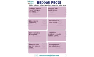 Baboon Activity