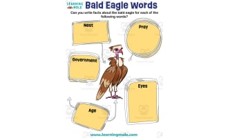 Bald Eagle Words Activity