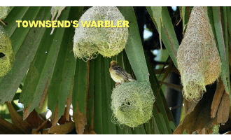 Bird Habitats | Animated Birds Video Lesson