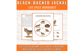 Black-backed jackal life cycle: Savanna Animal Science Unit Study
