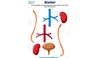 Bladder Activity