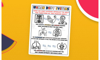 Body Systems Interactions Printable for Science