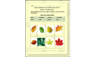 Botany / Dendrology Leaf Identification Activity