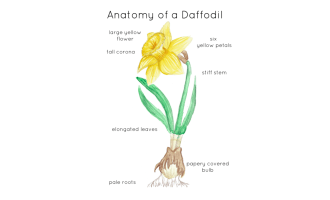 Parts of a Rose & British Flowers – 4 Anatomy Posters