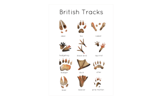 British Wildlife Tracks Printable Flashcards | Nature Study Printables