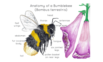 Bumblebee Anatomy Poster | Bee and Foxgloves Print