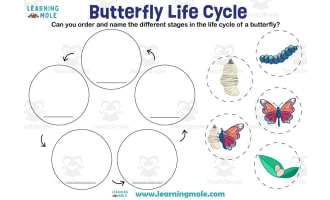 Butterfly Life Cycle Activity
