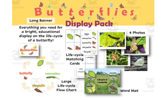 Butterfly Life-cycle Display Pack
