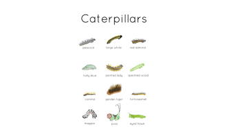Caterpillar Types Printable Flashcards | Digital Download Watercolour Education Resource