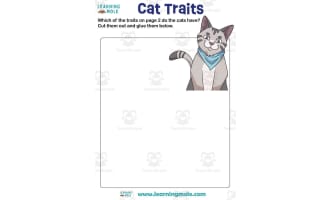 Cats Activity