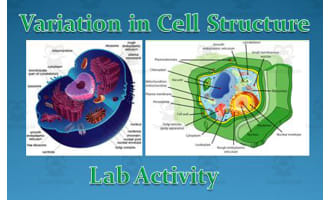 Cell Lab Activity