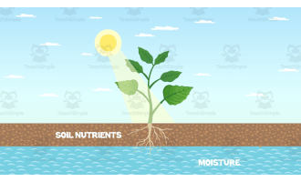 Characteristics of Plants | Animated Plants Video Lesson