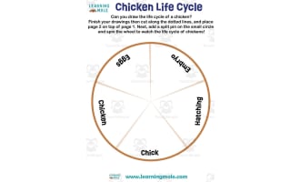 Chicken Life Cycle Activity