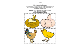 Chicken Life Cycle Worksheet