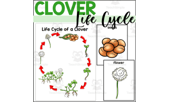 Clover Life Cycle Poster and Sequencing Cards