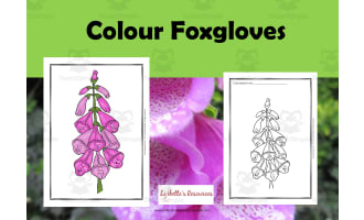 Color Foxgloves: Science Coloring Pages