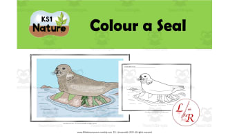 Colour A Robin By Teach Simple Colour A Robin By Teach Simple