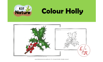 Colour Holly