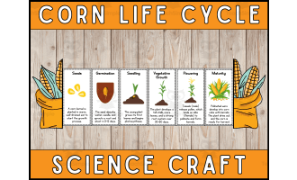 Corn Life Cycle Craft Foldable Science Cut and Paste Activity