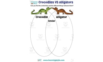 Crocodiles vs Alligators Activity