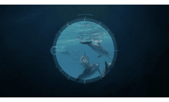 Cute Ocean Animals | Animated Ocean Video Lesson