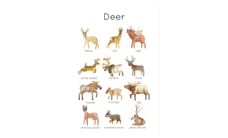 Deer of the World Flashcards | Printable Wildlife Flashcard Set