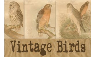 Digital Paper: Vintage Birds