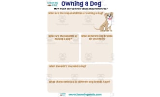 Dog Activity
