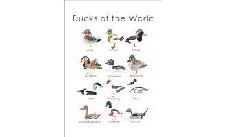 Ducks of the World Flashcards | Printable Water Colour Flashcards