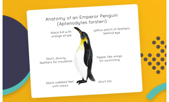 Emperor Penguin Anatomy – Labeled Watercolor Poster
