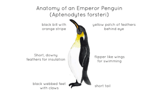 Emperor Penguin Anatomy Printable Poster
