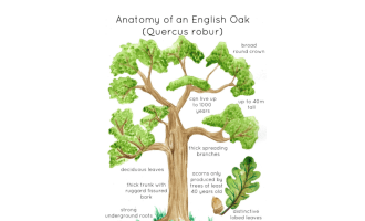 English Oak Tree Anatomy Printable Poster
