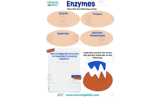 Enzymes Activity