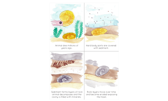Fossil Formation Sequencing Flashcards
