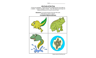 Frog Life Cycle Worksheet