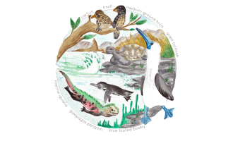 Galapagos Habitat Watercolor Poster